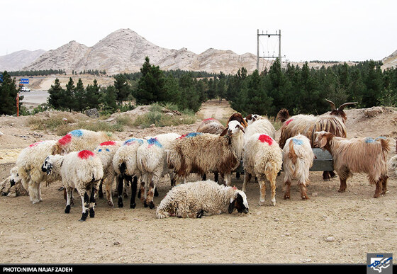 خرید و فروش دام