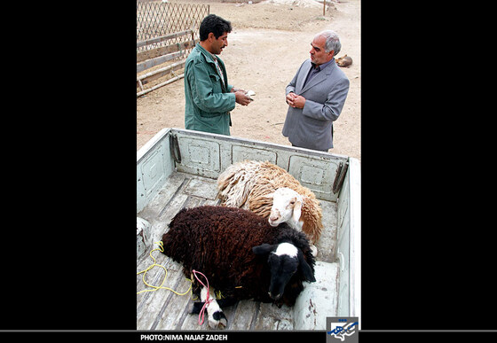 خرید و فروش دام