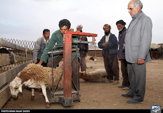 خرید و فروش دام