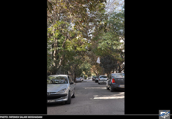 درختان کوچه اقاقیا