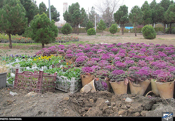 باغبانان شرقی در بوستان جنگلی شاهد