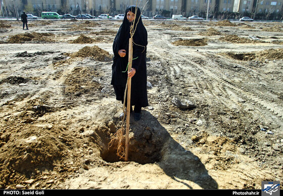 کاشت صدها درخت به یاد شهدای دفاع مقدس