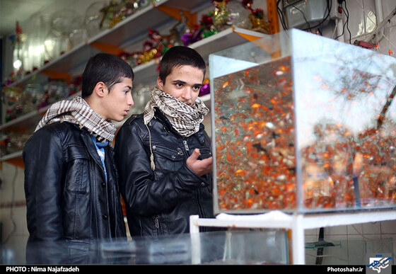 گزراش تصویری بازار فروش ماهی قرمز در آستانه سال نو 