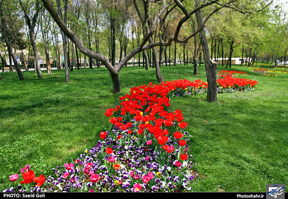 گزارش تصویری | جشنواره گل های پیازی در مشهد ، عکاس : سعید گلی