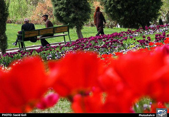 گزارش تصویری | جشنواره گل های پیازی در مشهد ، عکاس : سعید گلی
