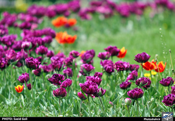 گزارش تصویری | جشنواره گل های پیازی در مشهد ، عکاس : سعید گلی
