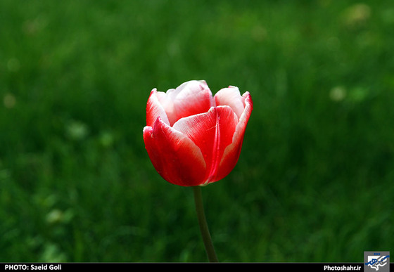گزارش تصویری | جشنواره گل های پیازی در مشهد ، عکاس : سعید گلی