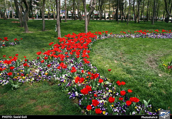 گزارش تصویری | جشنواره گل های پیازی در مشهد ، عکاس : سعید گلی