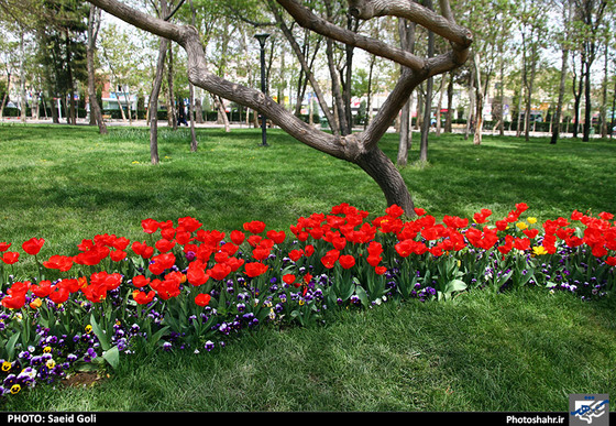 گزارش تصویری | جشنواره گل های پیازی در مشهد ، عکاس : سعید گلی