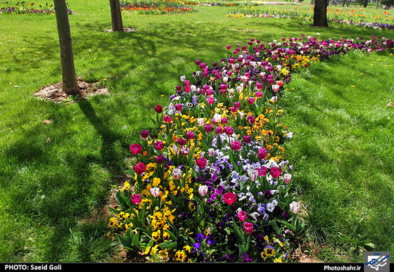 گزارش تصویری | جشنواره گل های پیازی در مشهد ، عکاس : سعید گلی