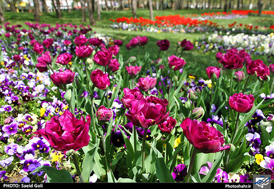 گزارش تصویری | جشنواره گل های پیازی در مشهد ، عکاس : سعید گلی