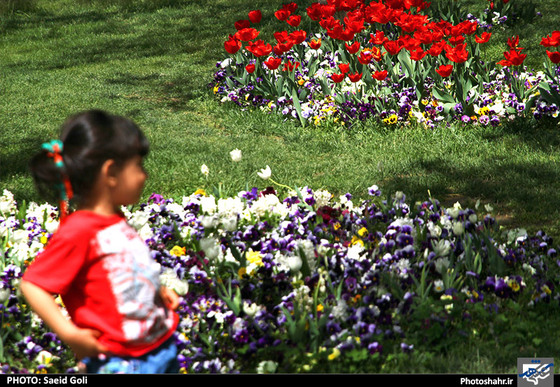 گزارش تصویری | جشنواره گل های پیازی در مشهد ، عکاس : سعید گلی