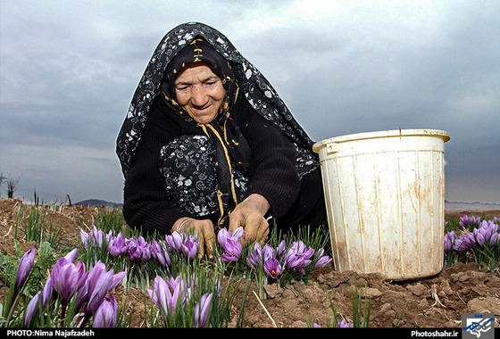 گزارش تصویری | برداشت زعفران | عکس : نیما نجف زاده / شهرآرا