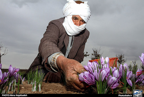 گزارش تصویری | برداشت زعفران | عکس : نیما نجف زاده / شهرآرا