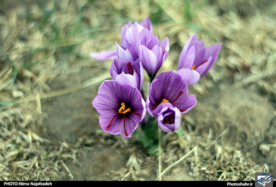 گزارش تصویری | برداشت زعفران | عکس : نیما نجف زاده / شهرآرا