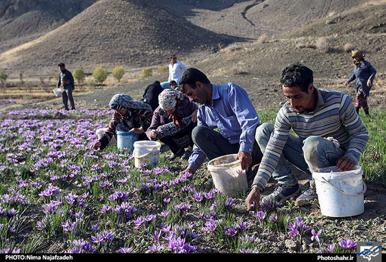 گزارش تصویری | برداشت زعفران | عکس : نیما نجف زاده / شهرآرا