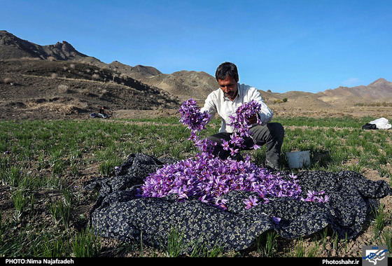 گزارش تصویری | برداشت زعفران | عکس : نیما نجف زاده / شهرآرا