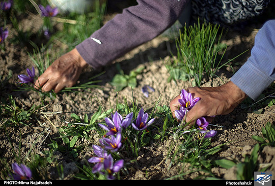 گزارش تصویری | برداشت زعفران | عکس : نیما نجف زاده / شهرآرا