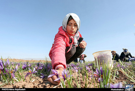 گزارش تصویری | برداشت زعفران | عکس : نیما نجف زاده / شهرآرا
