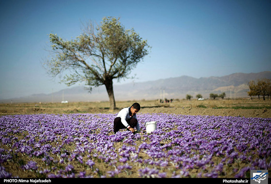 گزارش تصویری | برداشت زعفران | عکس : نیما نجف زاده / شهرآرا
