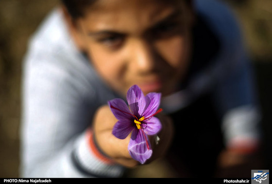 گزارش تصویری | برداشت زعفران | عکس : نیما نجف زاده / شهرآرا