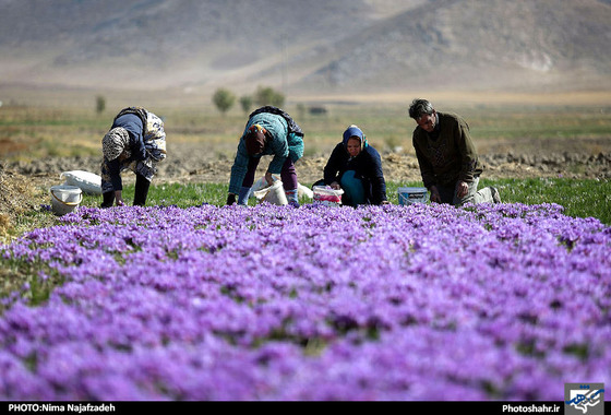 گزارش تصویری | برداشت زعفران | عکس : نیما نجف زاده / شهرآرا
