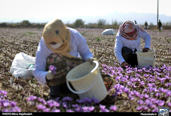 گزارش تصویری | برداشت زعفران | عکس : نیما نجف زاده / شهرآرا