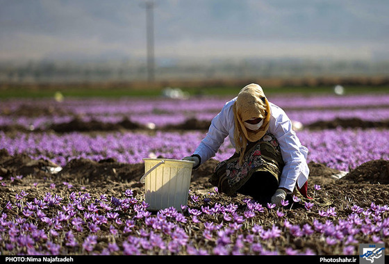 گزارش تصویری | برداشت زعفران | عکس : نیما نجف زاده / شهرآرا