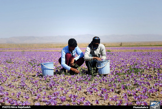 گزارش تصویری | برداشت زعفران | عکس : نیما نجف زاده / شهرآرا