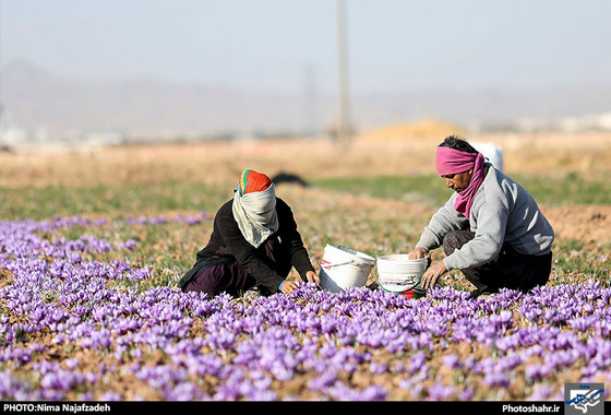 گزارش تصویری /  برداشت زعفران در تربت حیدریه | عکاس: نیما نجف زاده /شهرآرا
