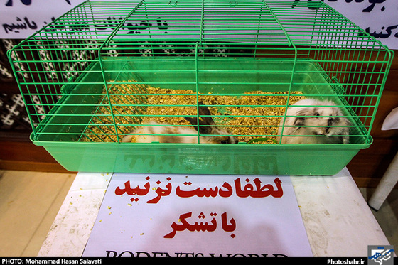 گزارش تصویری نخستین نمایشگاه حیوانات خانگی در مشهد عکاس محمد حسن صلواتی شهرآرا