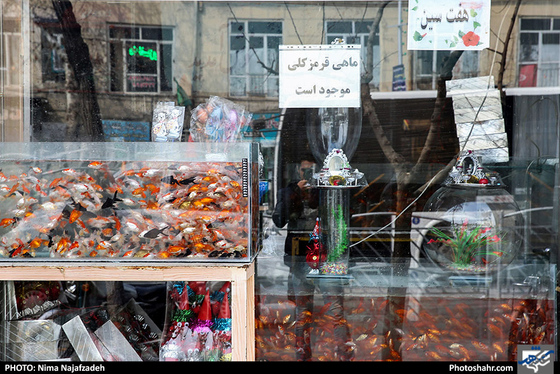 بازار ماهی قرمز / عکس: نیما نجف زاده / شهرآرا