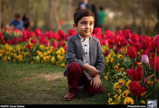 رویش لاله ها در بوستان ملت / عکس: ساناز صفایی / شهرآرا
