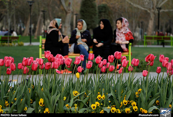 رویش لاله ها در بوستان ملت / عکس: ساناز صفایی / شهرآرا