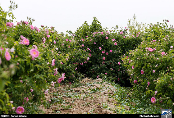 جشنواره برداشت گل های محمدی روستای فرخد / عکس: سانازصفائی / شهرآرا