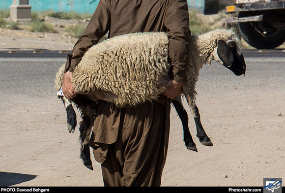 بازار خرید و فروش دام برای ذبح عید قربان/ عکس: داوود بهگام / شهرآرا
