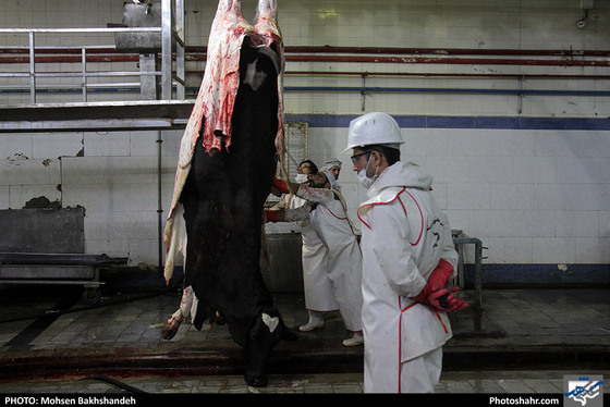 رنج سلاخی / عکس: محسن بخشنده / شهرآرا