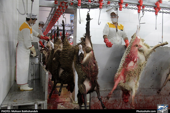 رنج سلاخی / عکس: محسن بخشنده / شهرآرا