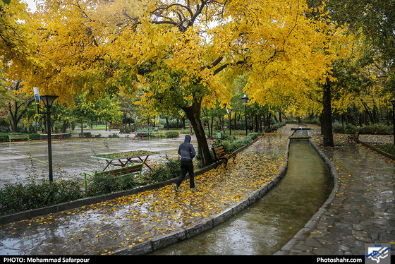 بارش باران در بوستان ملت / عکس: محمدصفرپور / شهرآرا