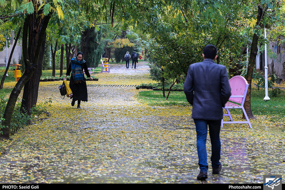 بارش باران در مشهد / عکس: سعید گلی / شهرآرا
