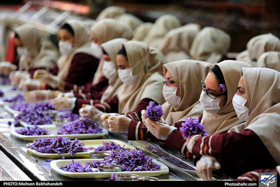 بازدید وزیر تعاون،کار و رفاه اجتماعی از یک واحد تولید زعفران / عکس:  محسن بخشنده / شهرآرا