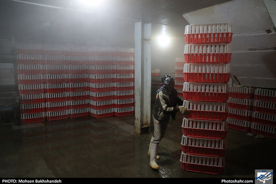 کشتارگاه صنعتی مرغ / عکس: محسن بخشنده / شهرآرا