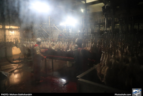 کشتارگاه صنعتی مرغ / عکس: محسن بخشنده / شهرآرا