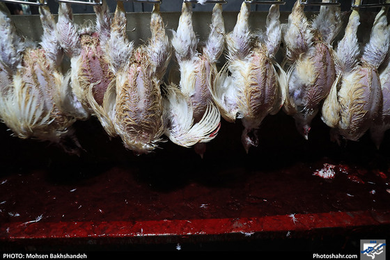 کشتارگاه صنعتی مرغ / عکس: محسن بخشنده / شهرآرا