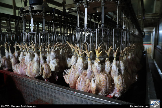 کشتارگاه صنعتی مرغ / عکس: محسن بخشنده / شهرآرا