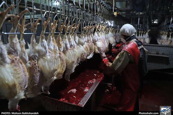 کشتارگاه صنعتی مرغ / عکس: محسن بخشنده / شهرآرا
