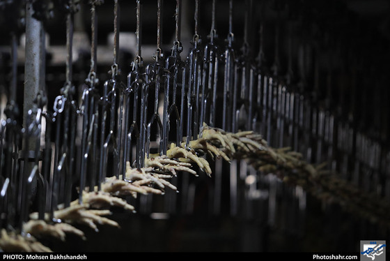 کشتارگاه صنعتی مرغ / عکس: محسن بخشنده / شهرآرا