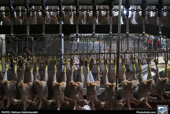 کشتارگاه صنعتی مرغ / عکس: محسن بخشنده / شهرآرا