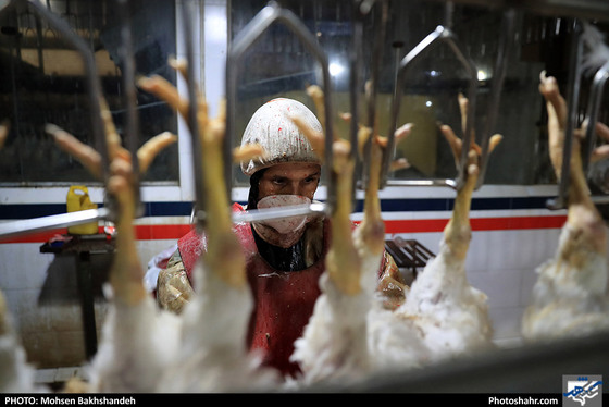 کشتارگاه صنعتی مرغ / عکس: محسن بخشنده / شهرآرا