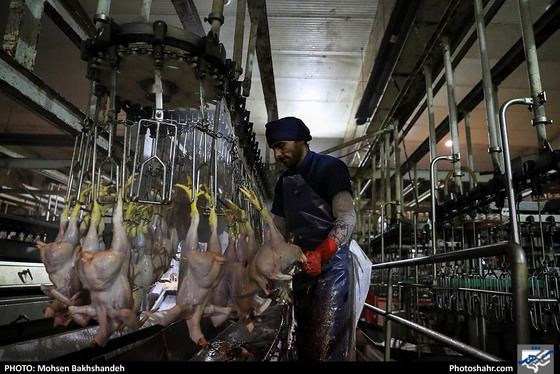 کشتارگاه صنعتی مرغ / عکس: محسن بخشنده / شهرآرا
